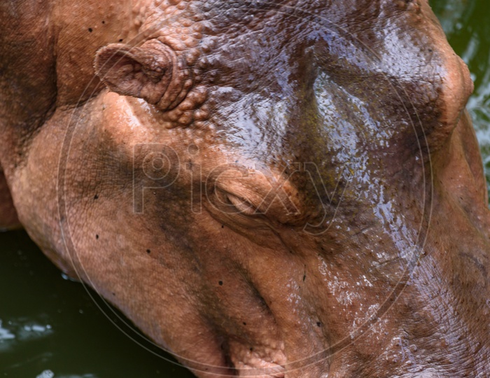 Hippopotamus Head Closeup With Eyes
