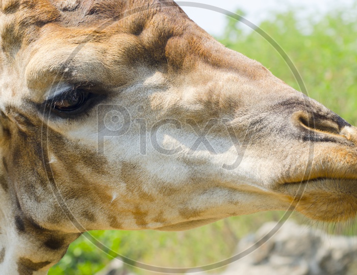 Closeup portrait of giraffe