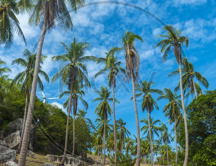 Coconut Trees With Blue Sky At Phuket Beach