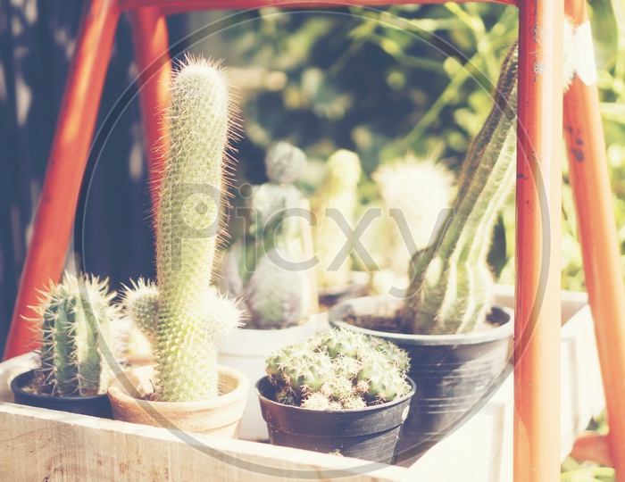 Cactus Plants in  Pot Closeup With Vintage Filter