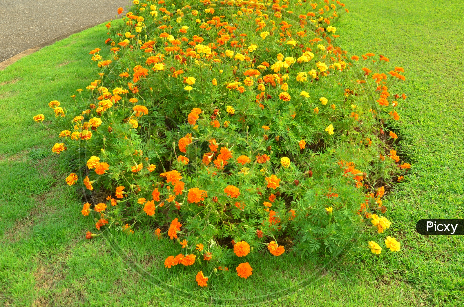 Marigold Flowers Blooming on Plants  in a Garden