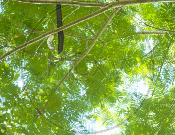 Green tree canopy with blue sky