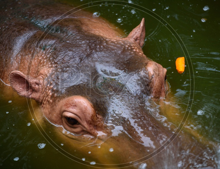 Hippopotamus Put head Outside From Lake Water Closeup