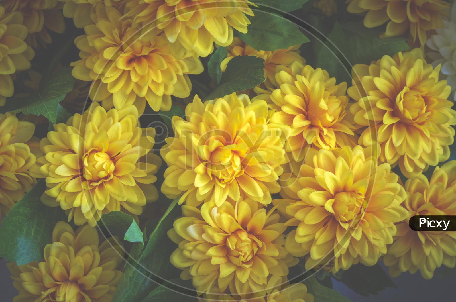 Beautiful Yellow flowers set, vintage filter image