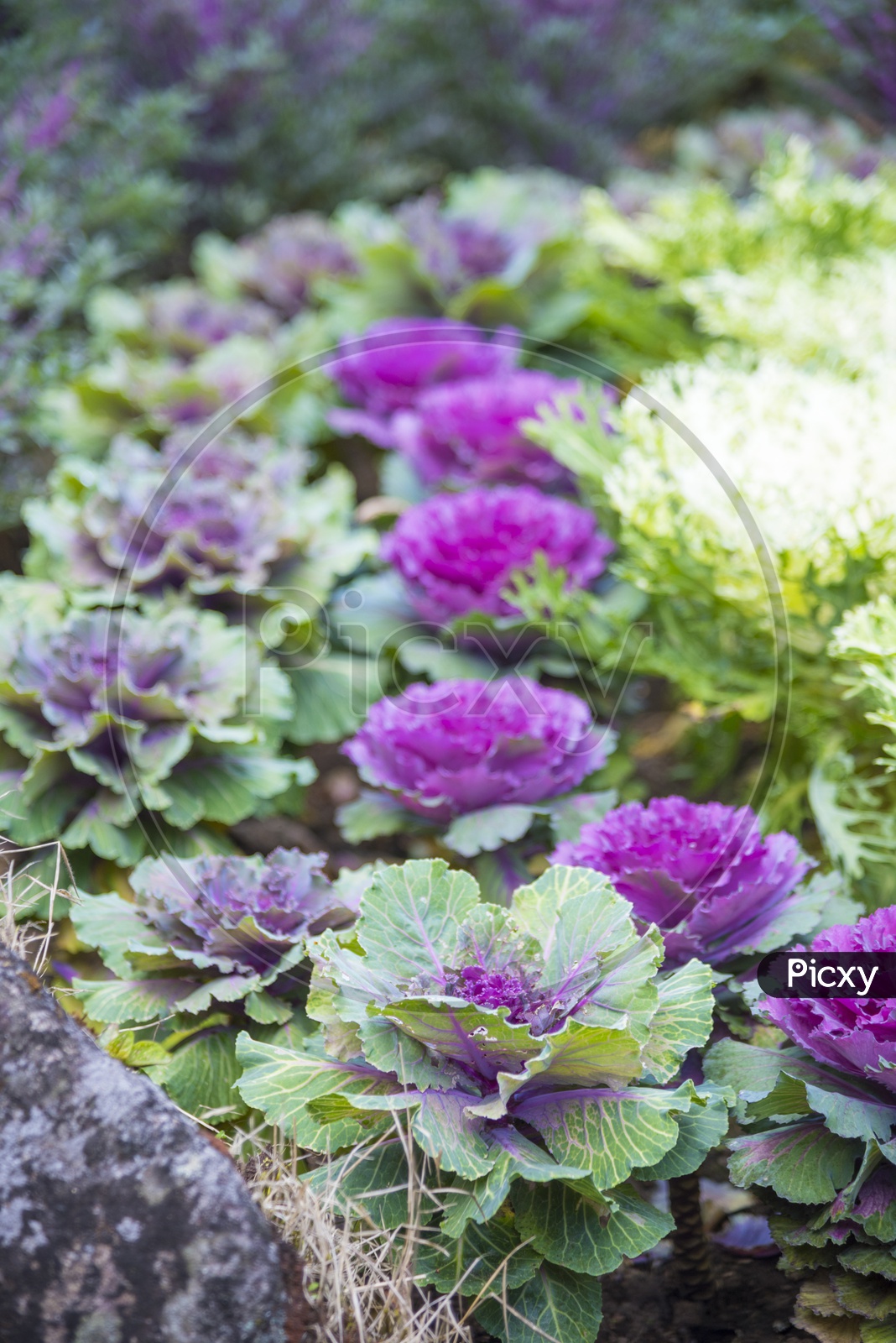 Close up of Purple and white colorful cabbage in a garden