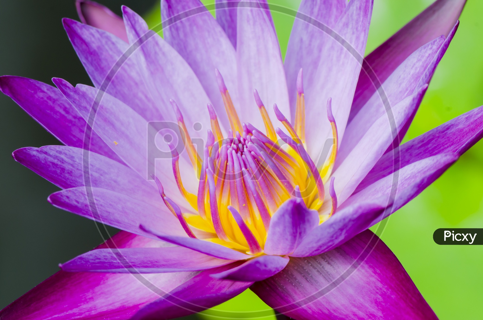 Pink Lotus Flower Blooming In Pond Water Closeup