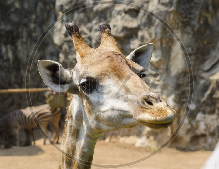 giraffe Face Closeup