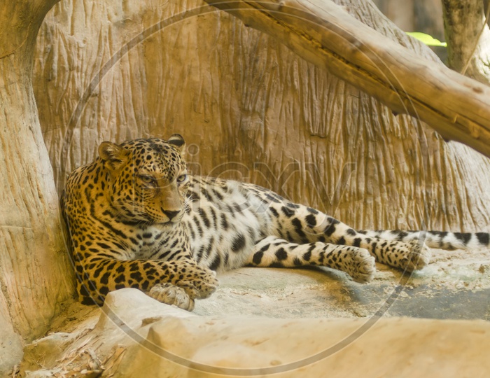 Cheetah in a Zoo