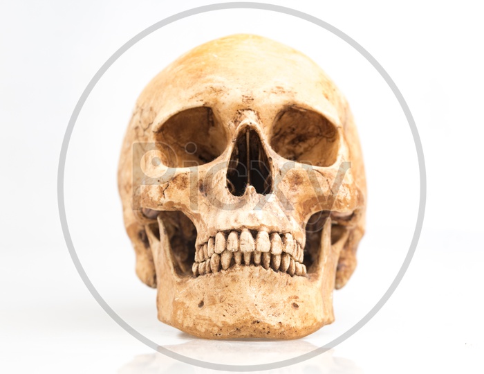 Human skull isolated on white background