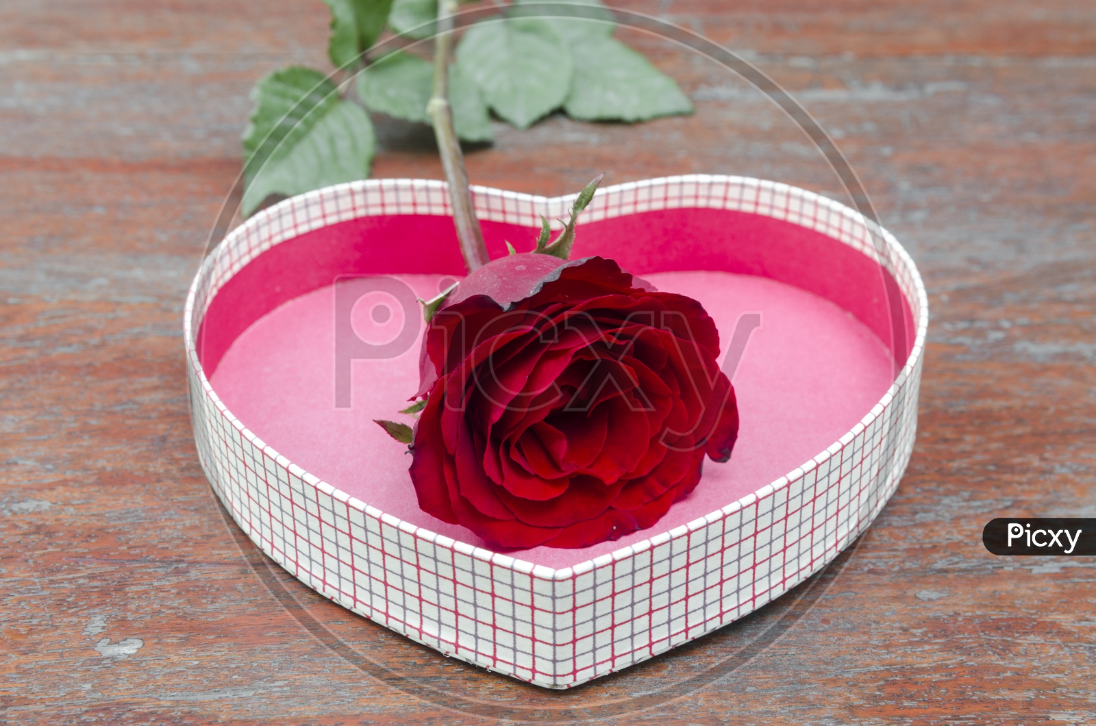 Valentine's day or Lover's Day Templates With Rose Flower And Gift Forming  a Background