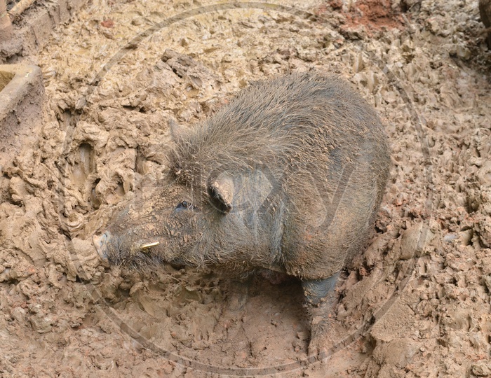 Wild pig in Mud