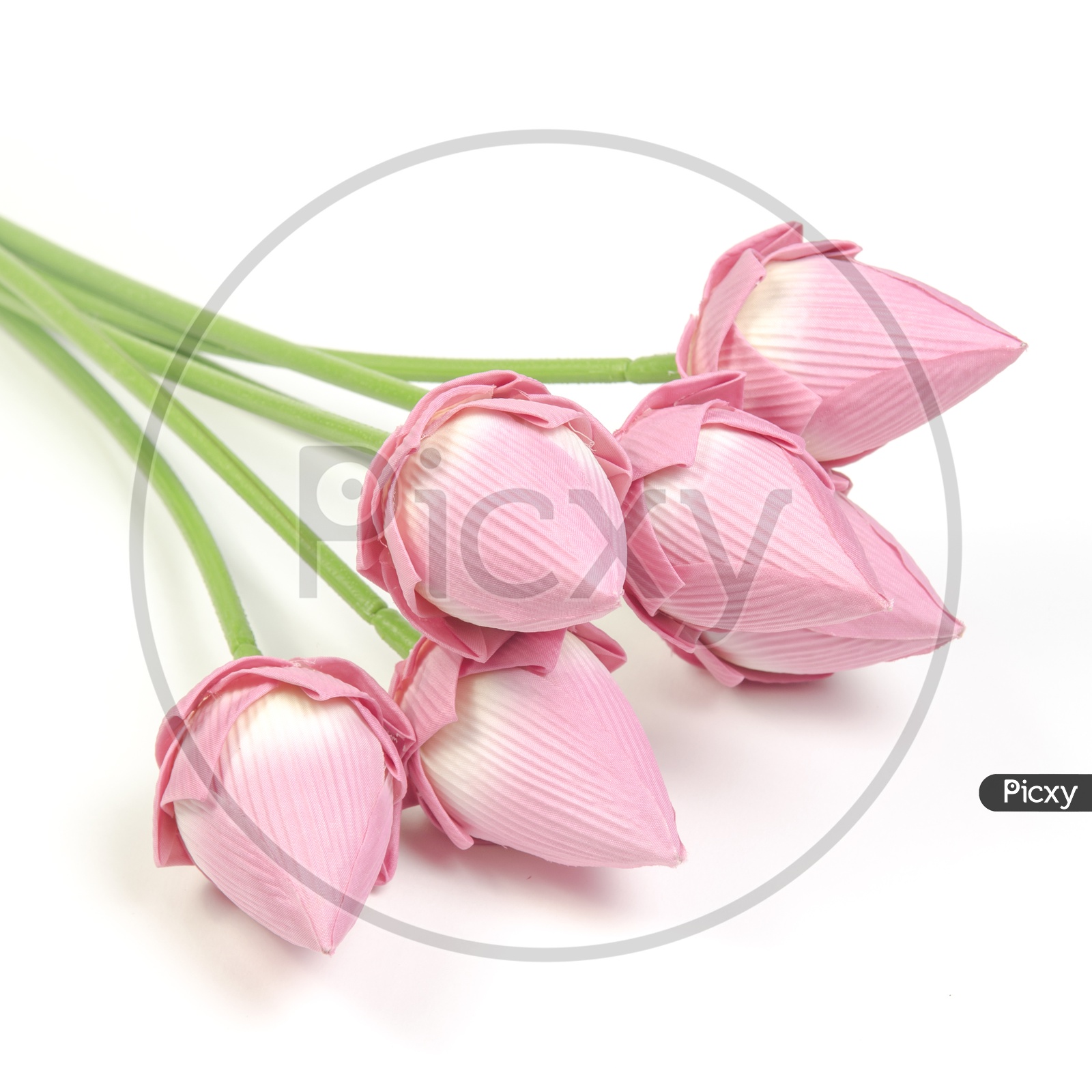 Lotus Flowers Bunch On an Isolated White Background