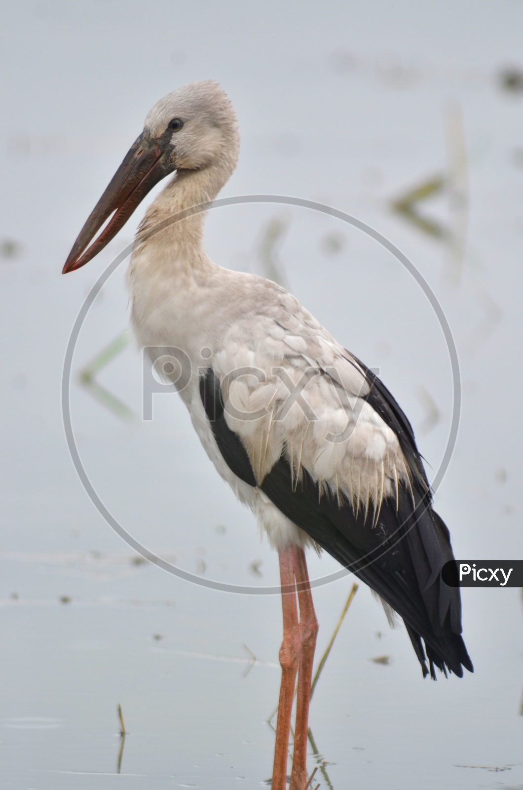 Image of Asian Open Bill Stork Bird Or Anastomus Oscitans In Water  backdrop-XB778823-Picxy