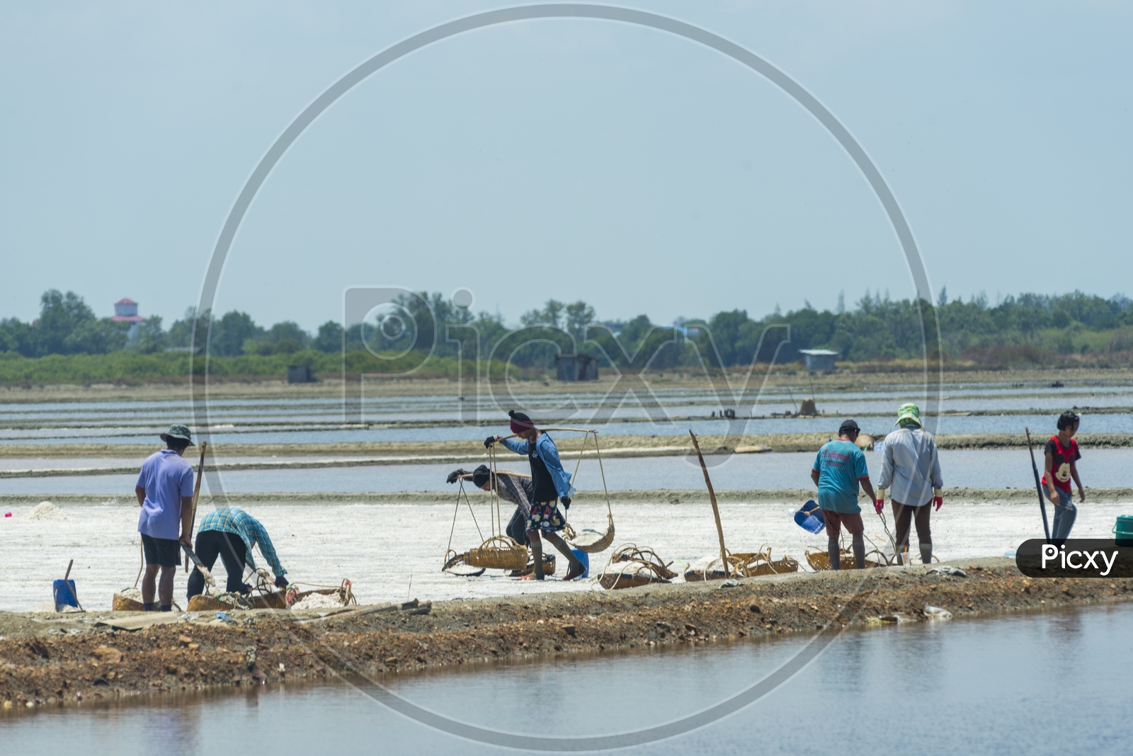 Workers In Salt Farms Harvesting Sea Salt
