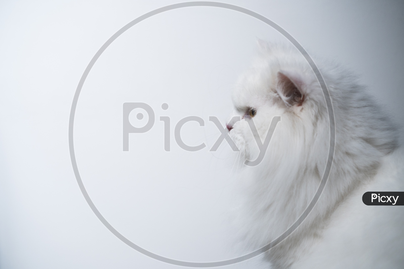 Cute Persian Cat Over an White Beige Wall Background