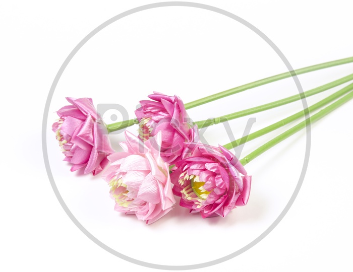 Pink Lotus Flowers Bunch On an Isolated White Background