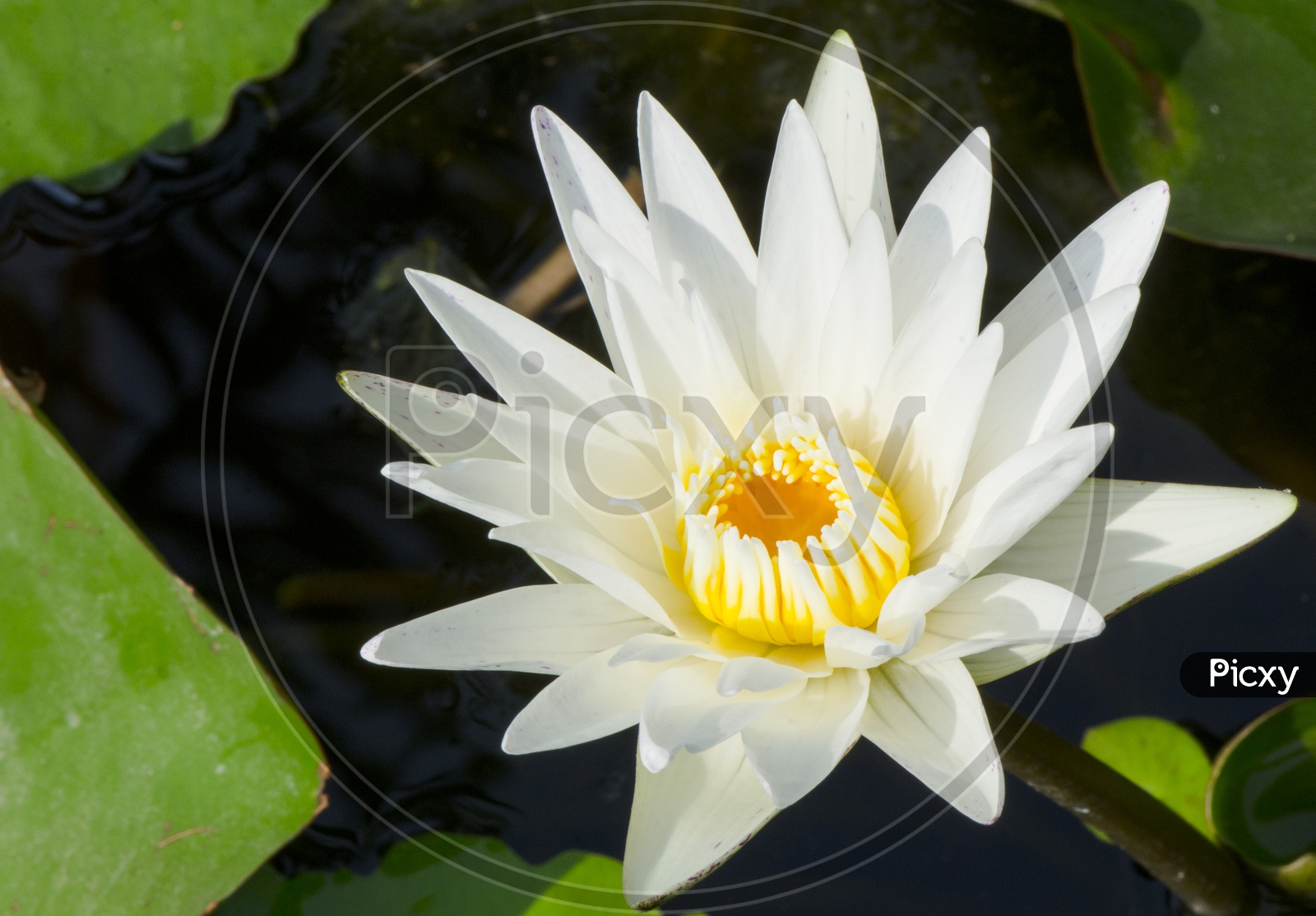 Beautiful white lotus flower Blooming