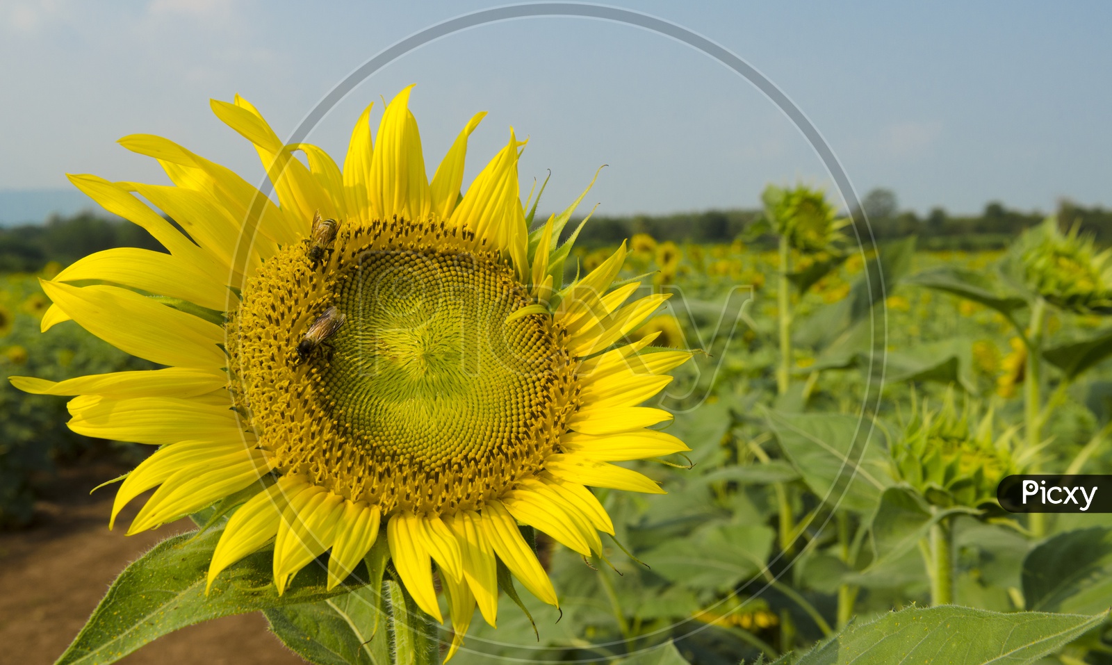 Bees on Sunflower Blooming With Harvesting Field Backdrop
