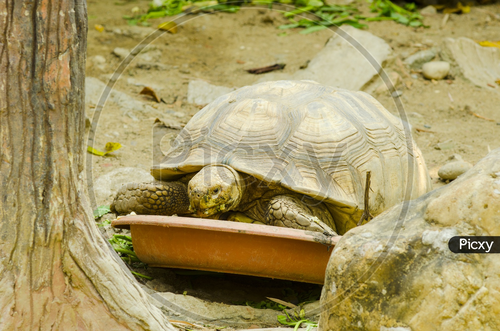 Turtle Or Tortoise In a Zoo