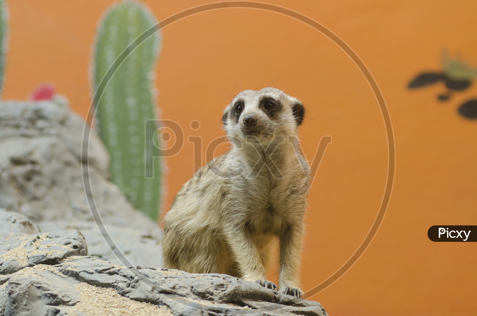 Meerkats or Suricate or Suricata With An Expression