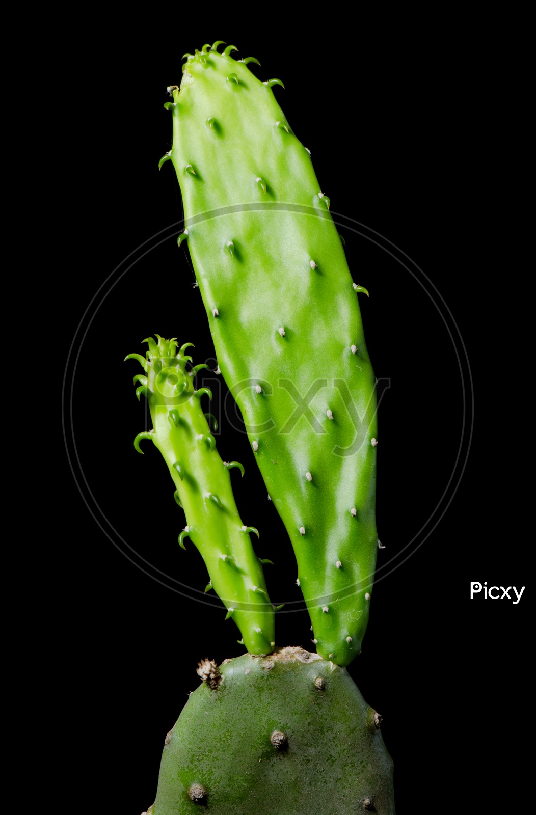 Close-up of cactus Plant on black background