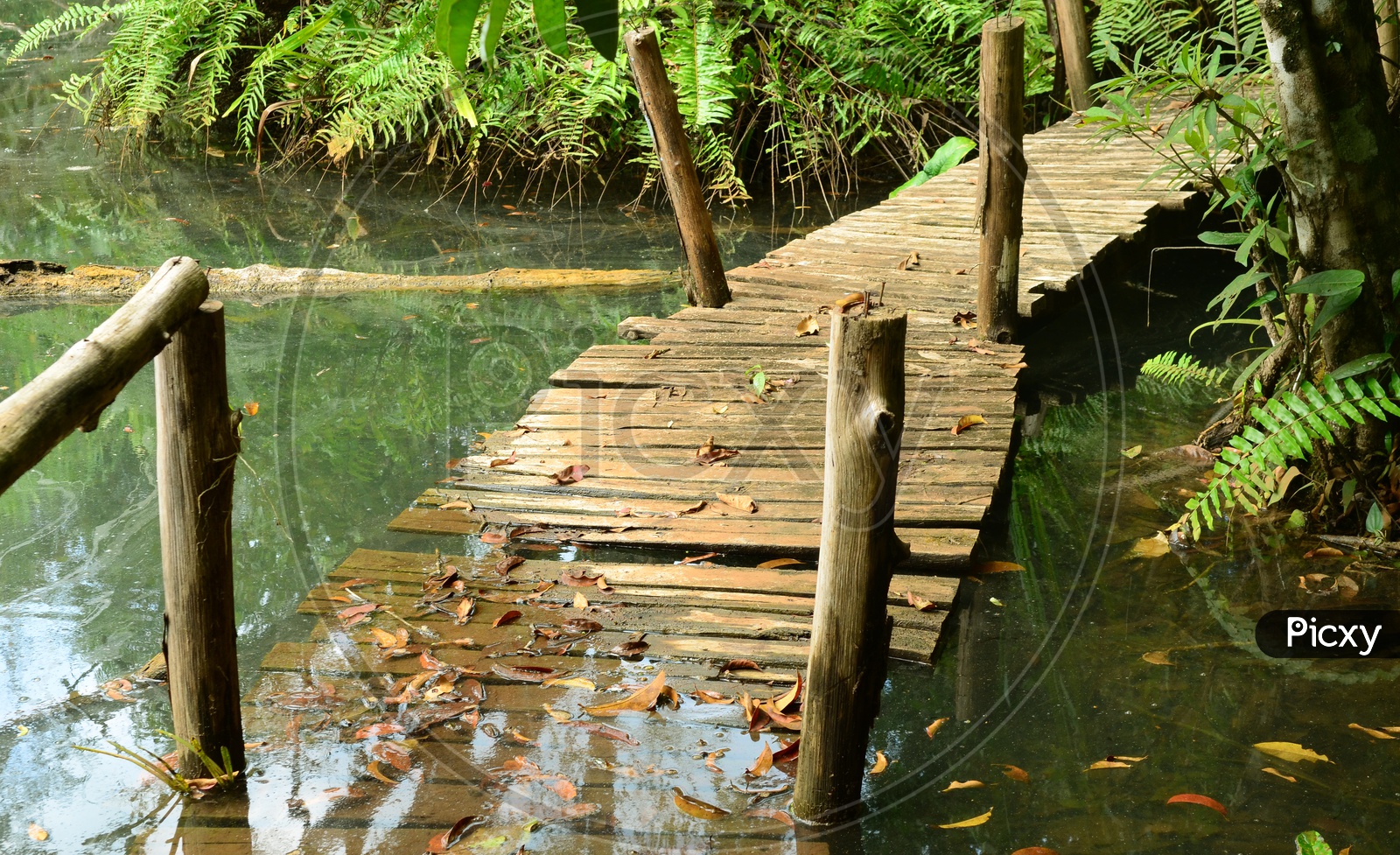 Broken Wooden bridge Sinking In Water At Forest