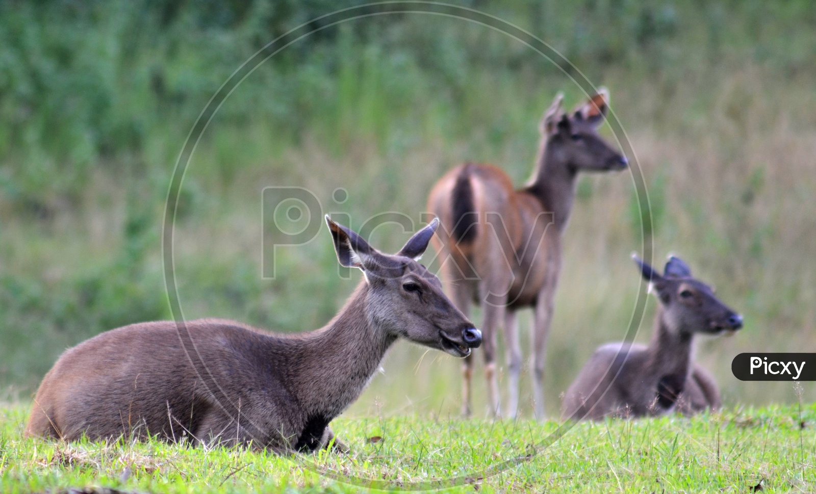 Sambar Deer in Khao Yai National Park, Thailand