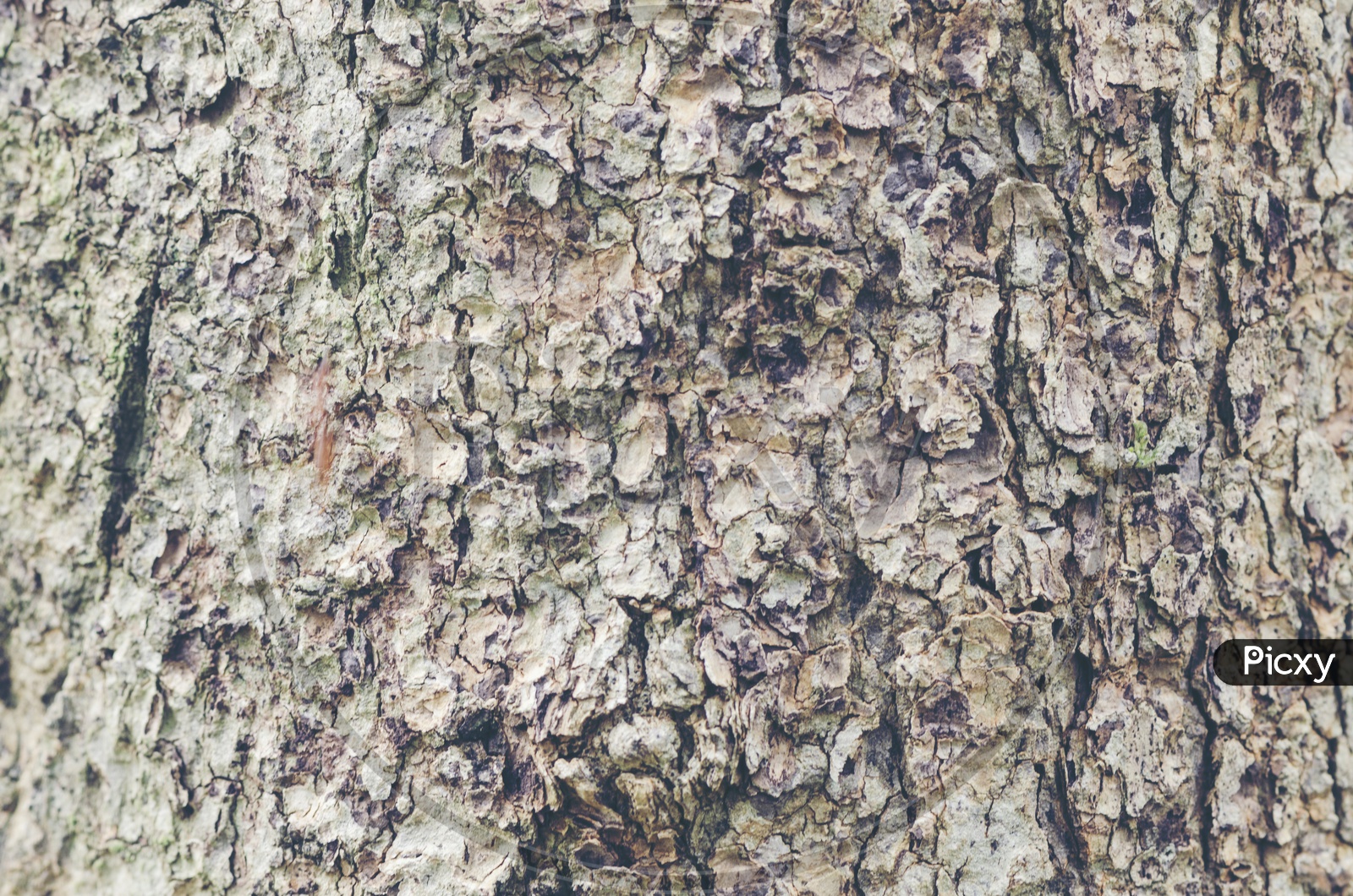 Detailed description of tree bark With texture