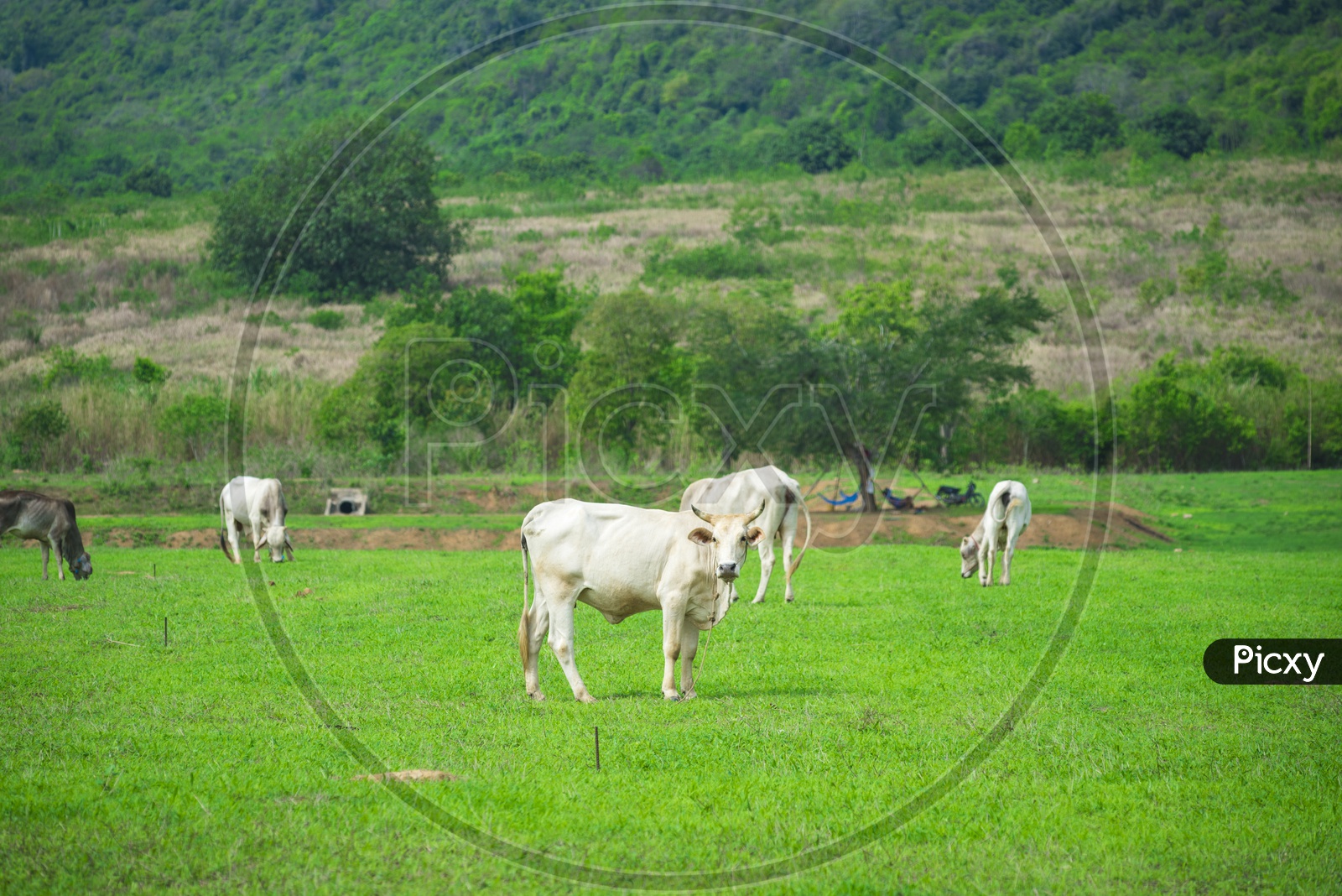 Cow Or Cattle in Green Meadows