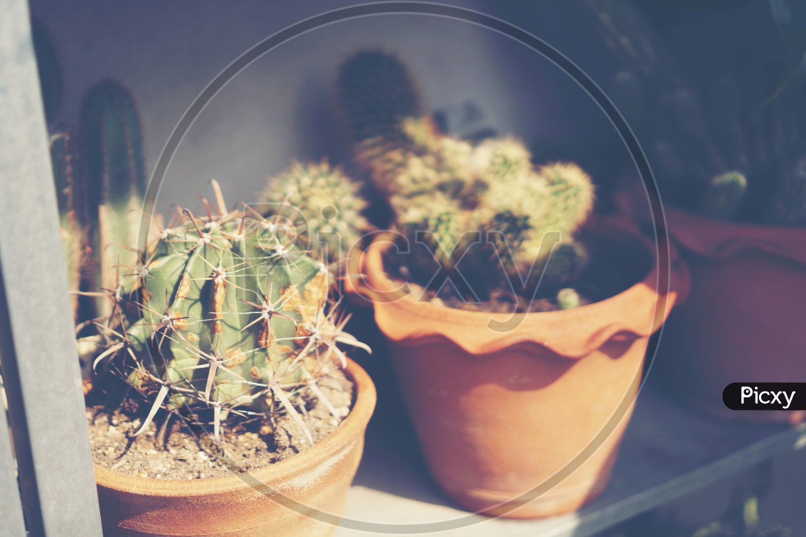 Cactus Plants in  Pot Closeup With Vintage Filter