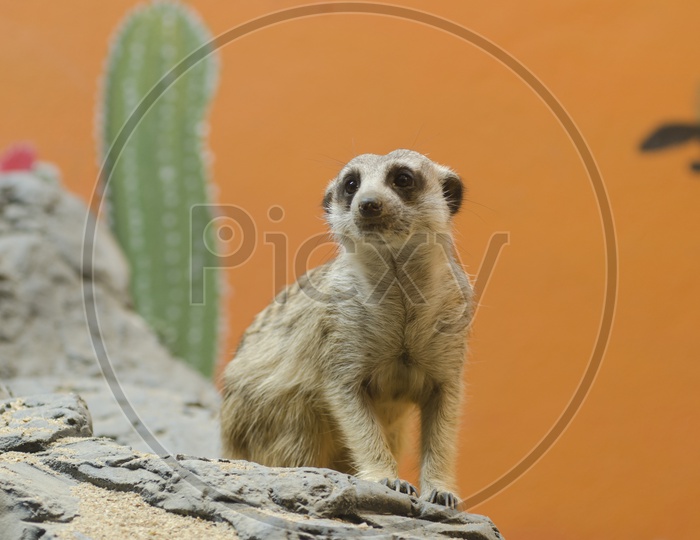 Meerkats or Suricate or Suricata With An Expression