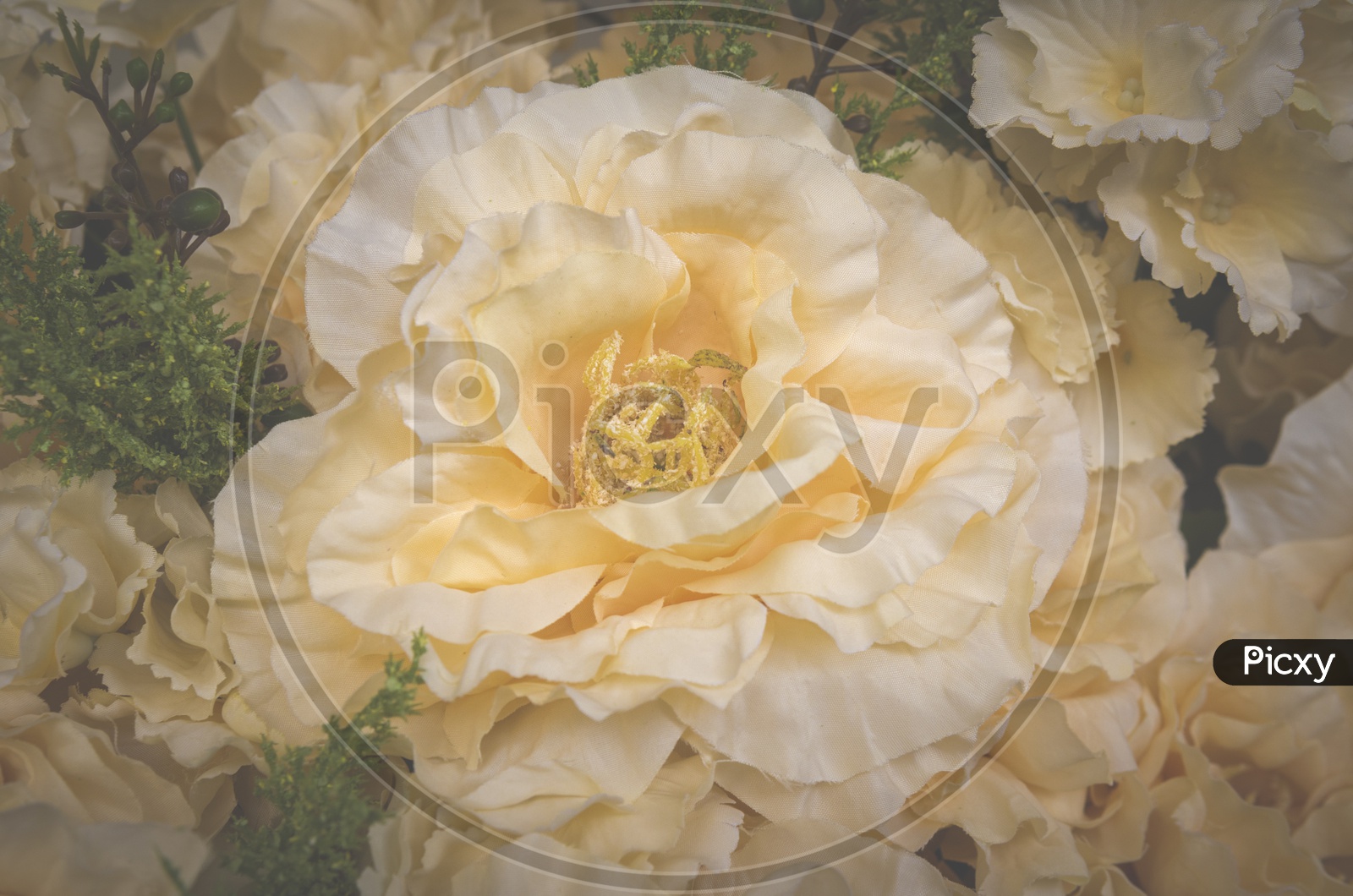 Close up of light orange rose flowers background, Vintage filter image
