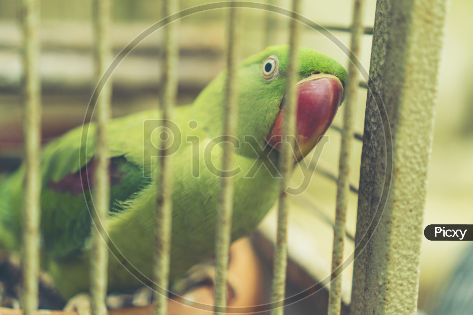 indian green parrot in cage