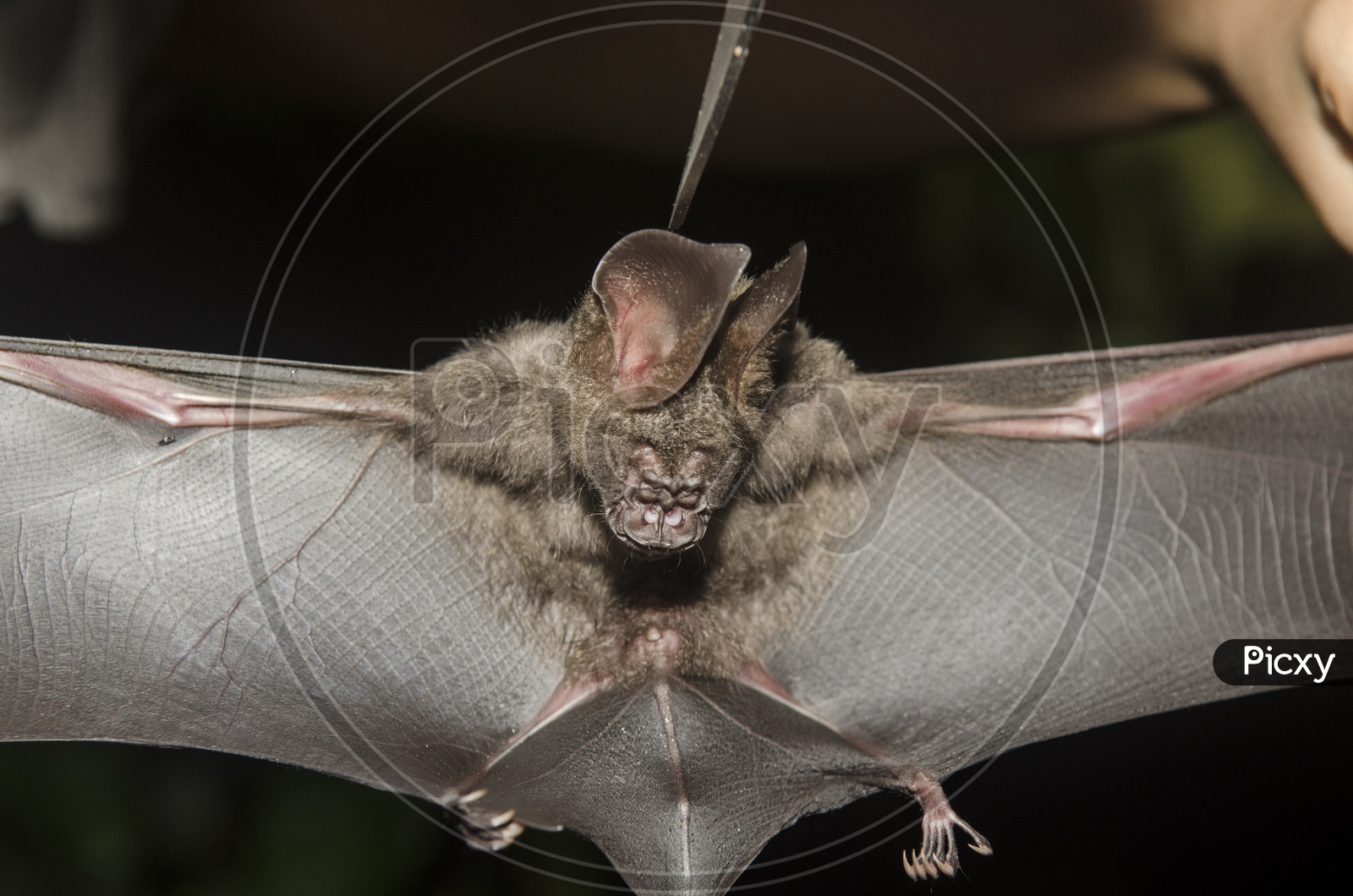 Closeup of a Bat During Research