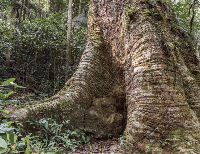 Huge tree trunk in tropical forest in Thailand national park