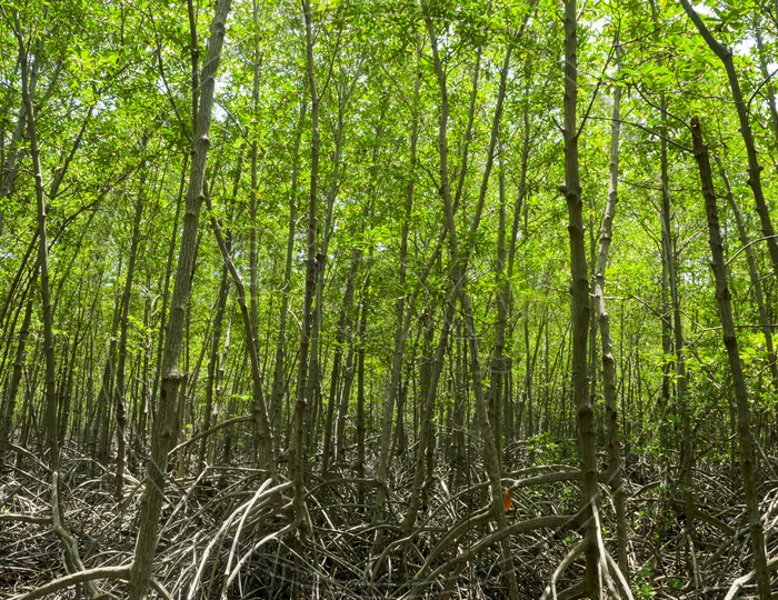 Mangrove Trees In Muffle Muddy River Mouths