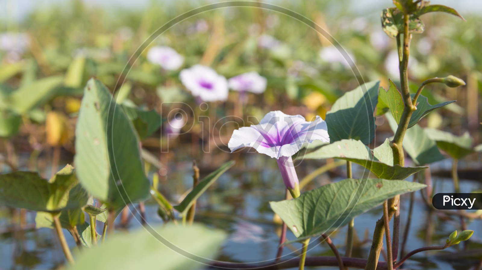 Datura Stramonium  Flower in a Lake