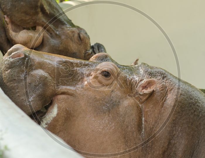 hippopotamus in Zoo