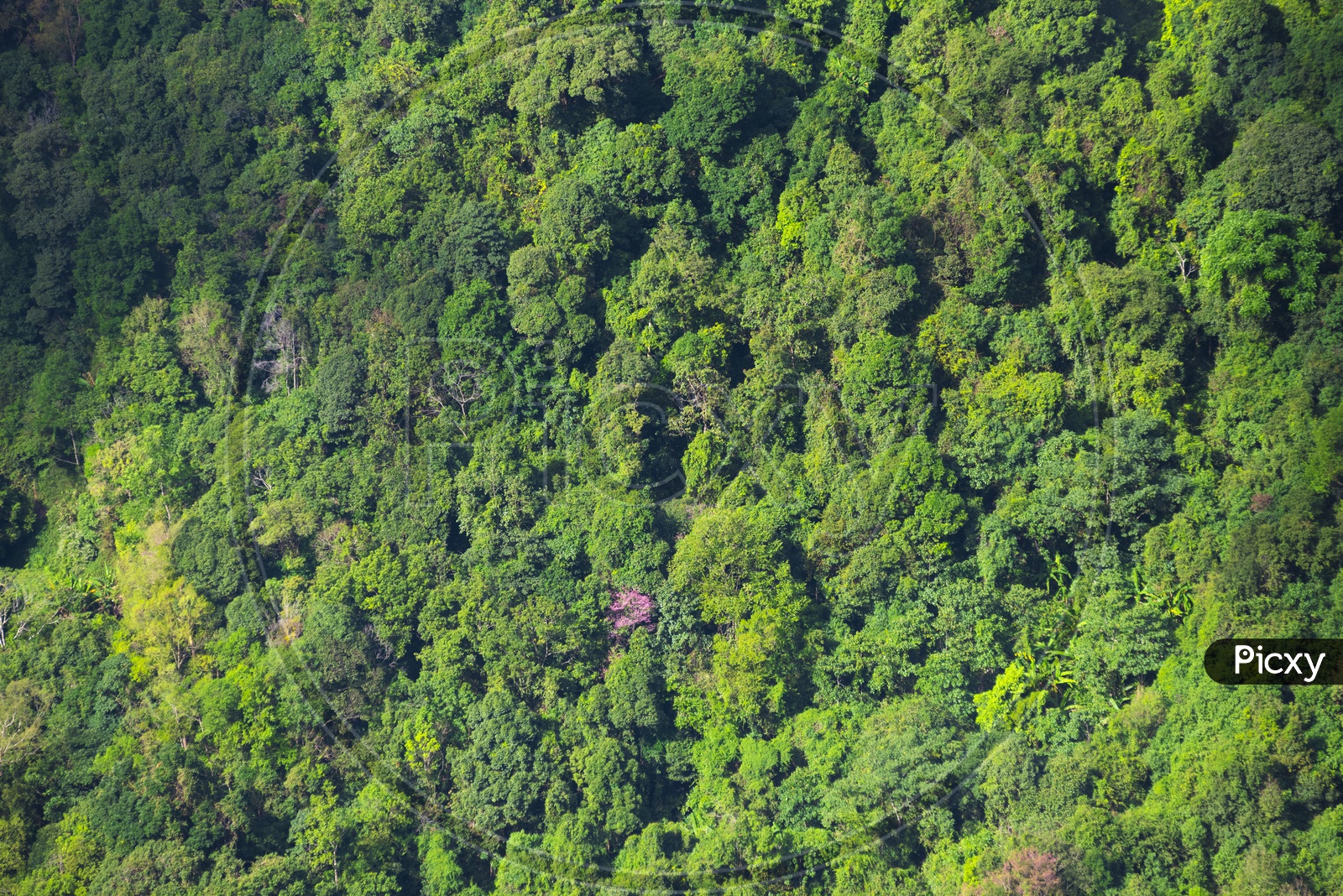 Mountains, Trees, and greenery in a deep forest Ariel view