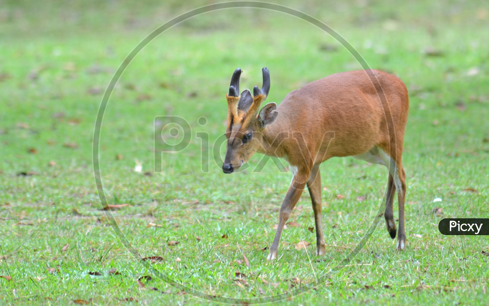 Muntjac or Barking deer or Mastreni Deer in Green grass Fields