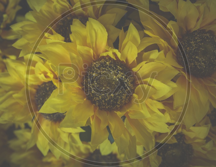 Close up of sunflowers background, Vintage filter image