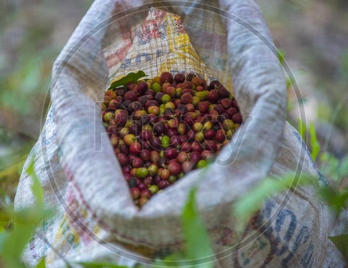 A sack of raw coffee beans
