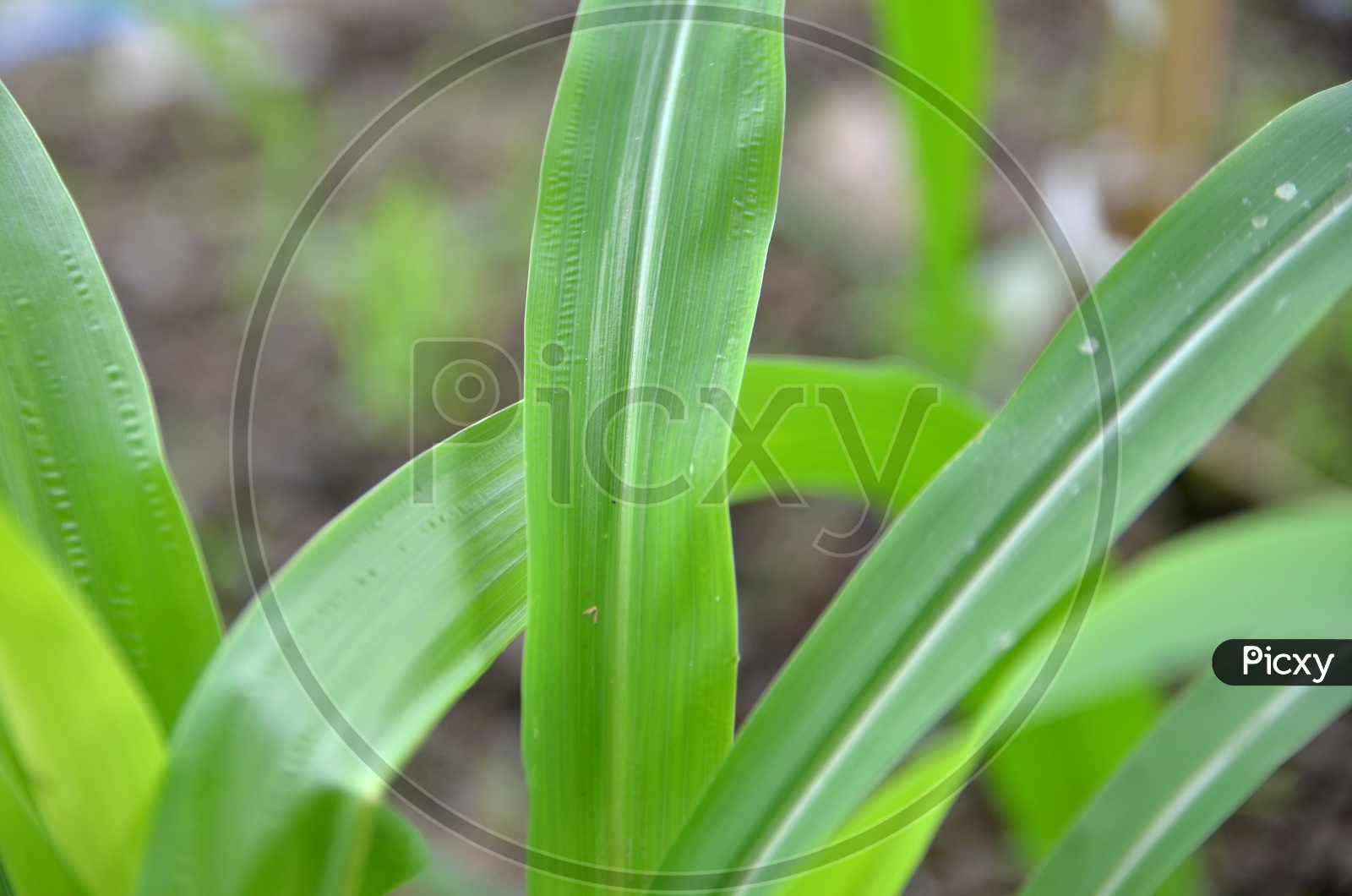 Green Leafs of a Plant Closeup Forming a Background