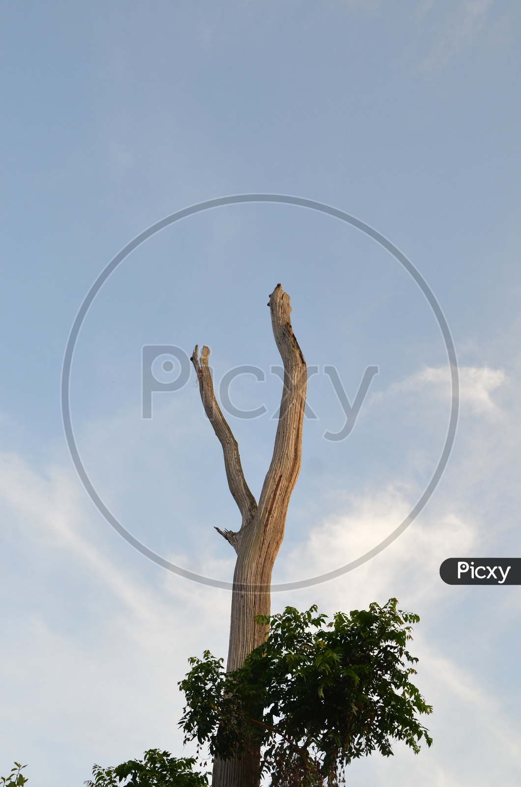 Dried Tree Stem With Blue Sky As a Background