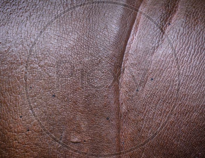 Hippopotamus Folded Skin Closeup