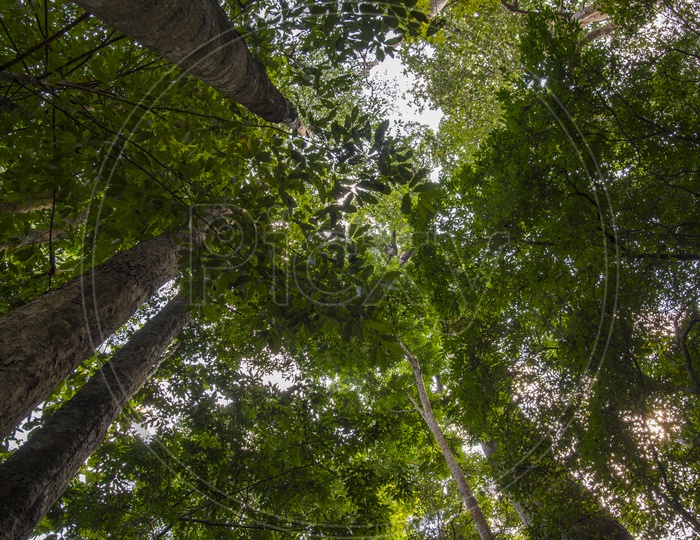 Tree top coverage in tropical forest in Thailand national park