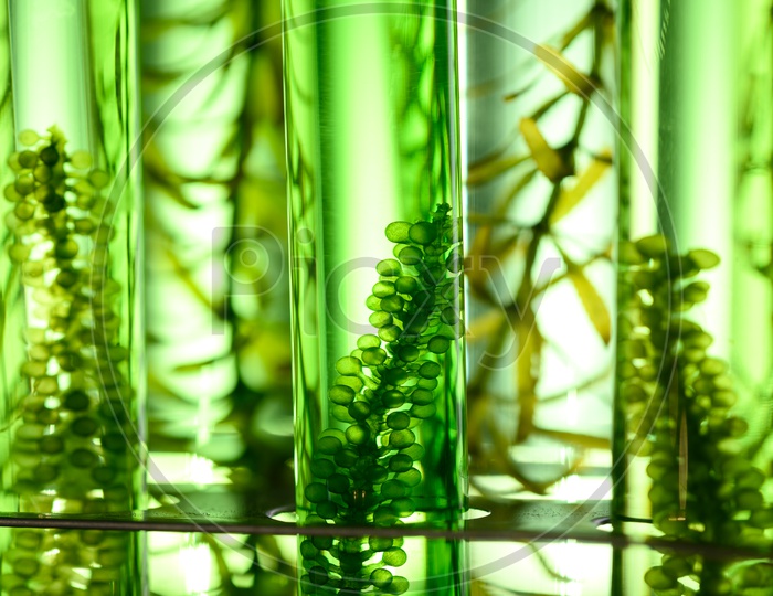 Close up of algae seaweed test tube in biotech laboratory. Photobioreactor algae fuel research in biofuel industrial laboratories