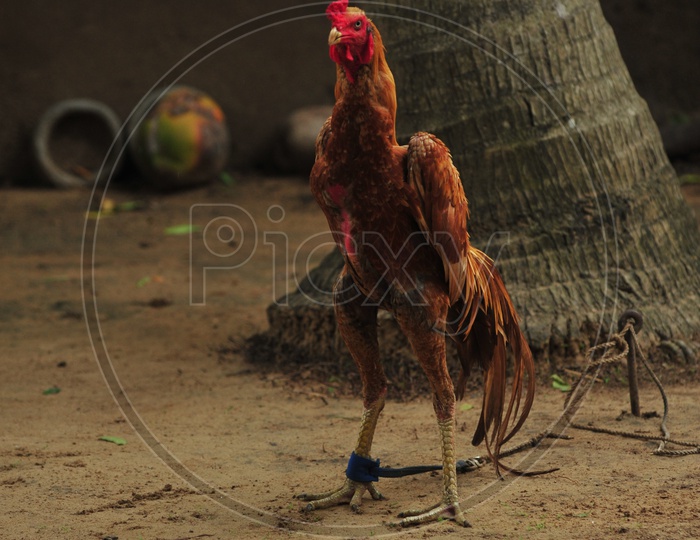 Image Of Hen Chicken Xp511180 Picxy