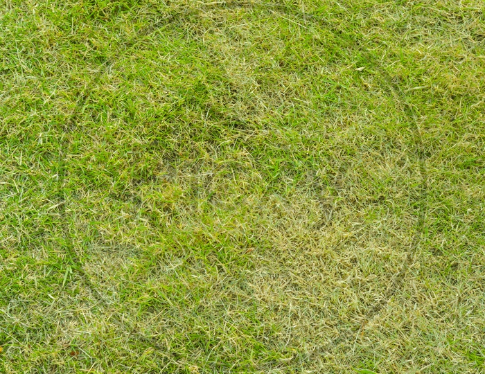 Green grass of golf field