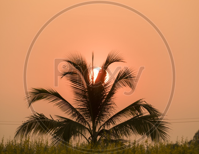 Silhouette Coconut Tree Over Bright Sunset Sun